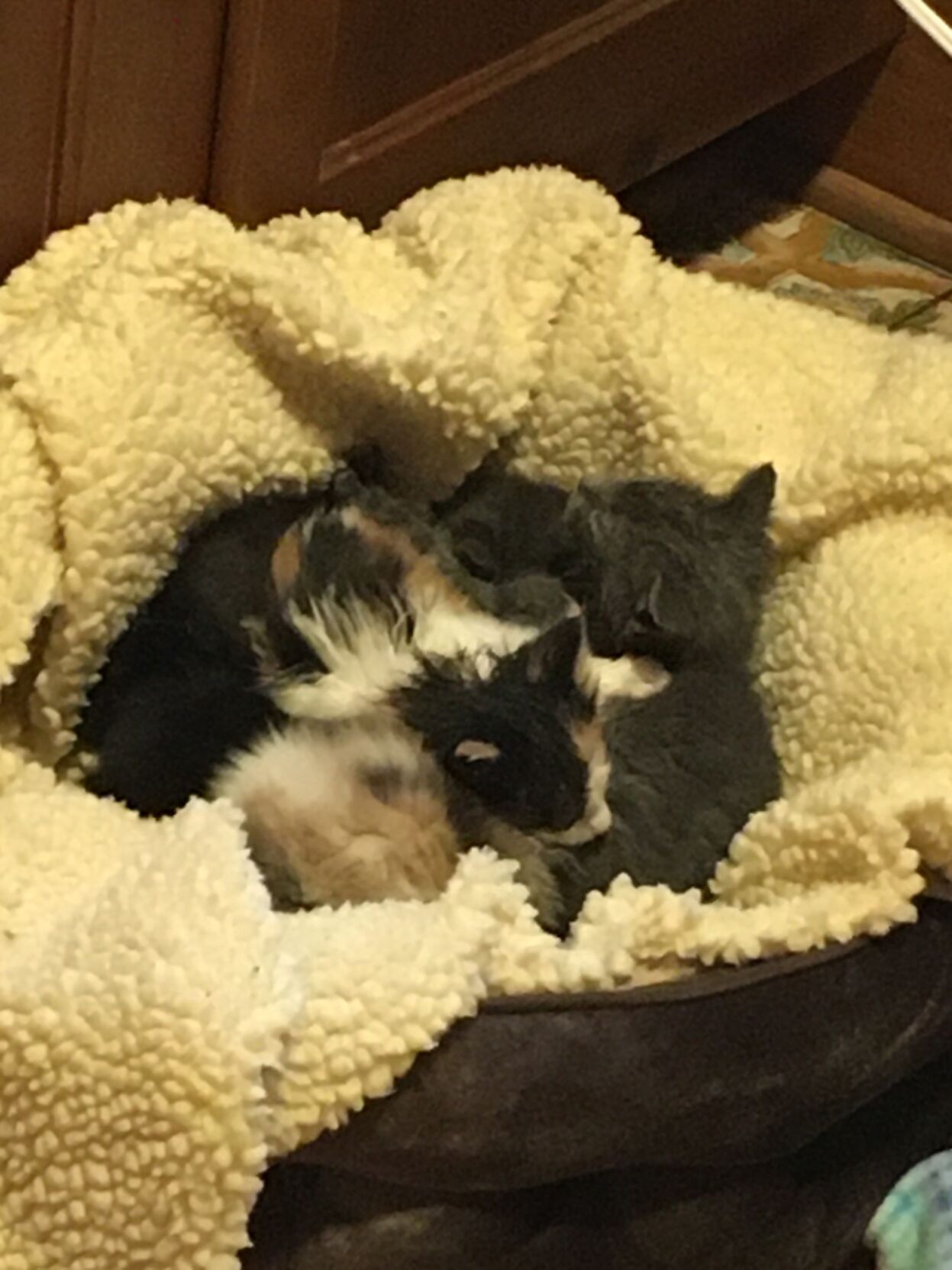 Kittens from recycle center.